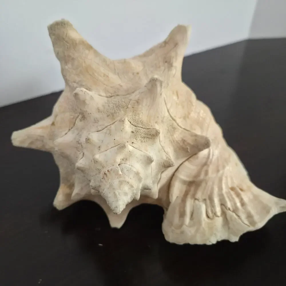 Natural 9.5” L Conch Shell - Picture 3 of 10